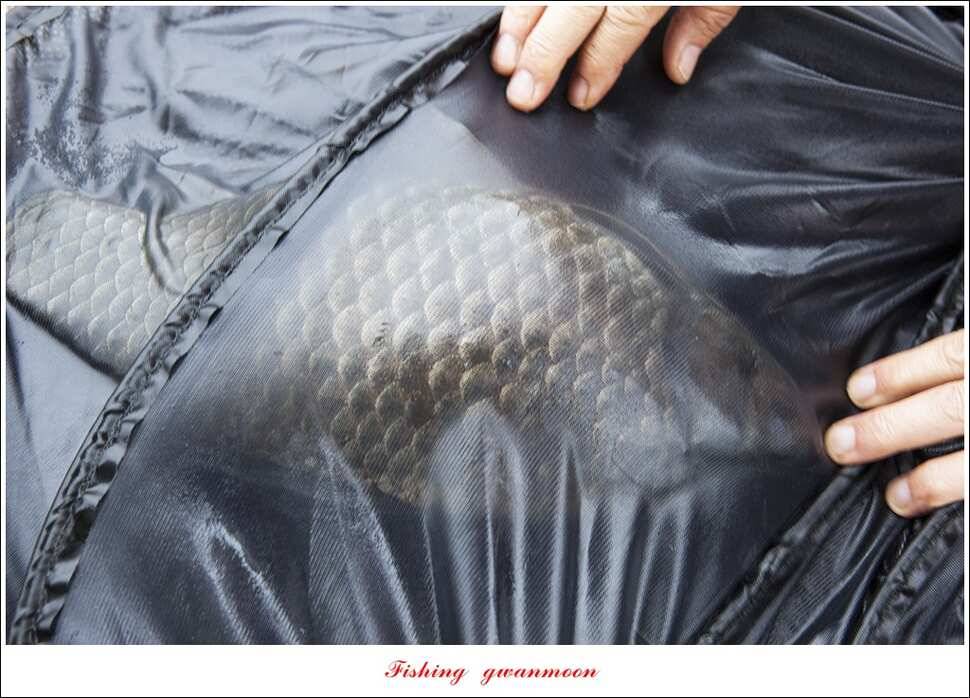 한버들 42 cm40 cm사짜 대물 (조황조행기 - 특파원조황)