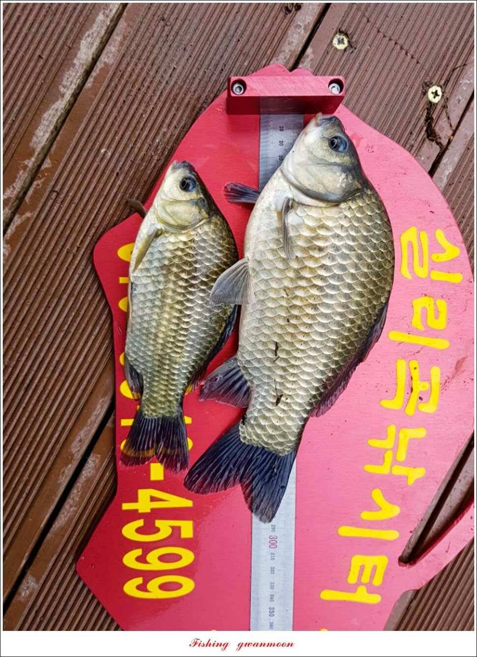 늘푸른 사짜화곡지실리곡소류지 사짜 조황 (조황조행기 - 특파원조황)