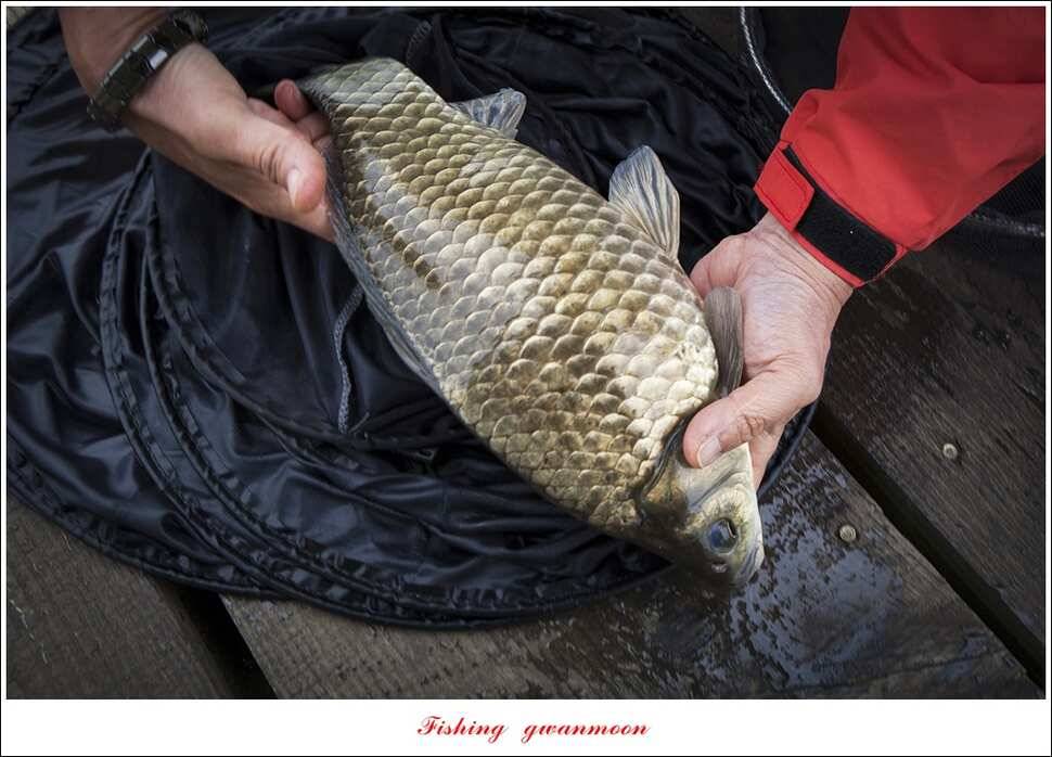 한버들 42 cm40 cm사짜 대물 (조황조행기 - 특파원조황)