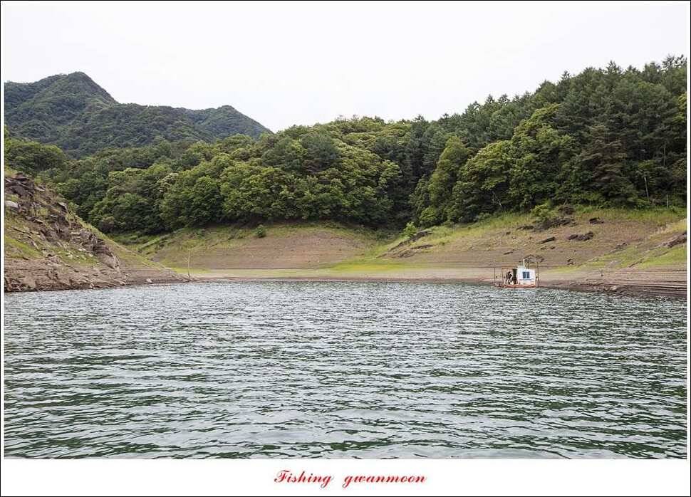늘푸른 385 cm신매돌감한버들 조황 (조황조행기 - 특파원조황)