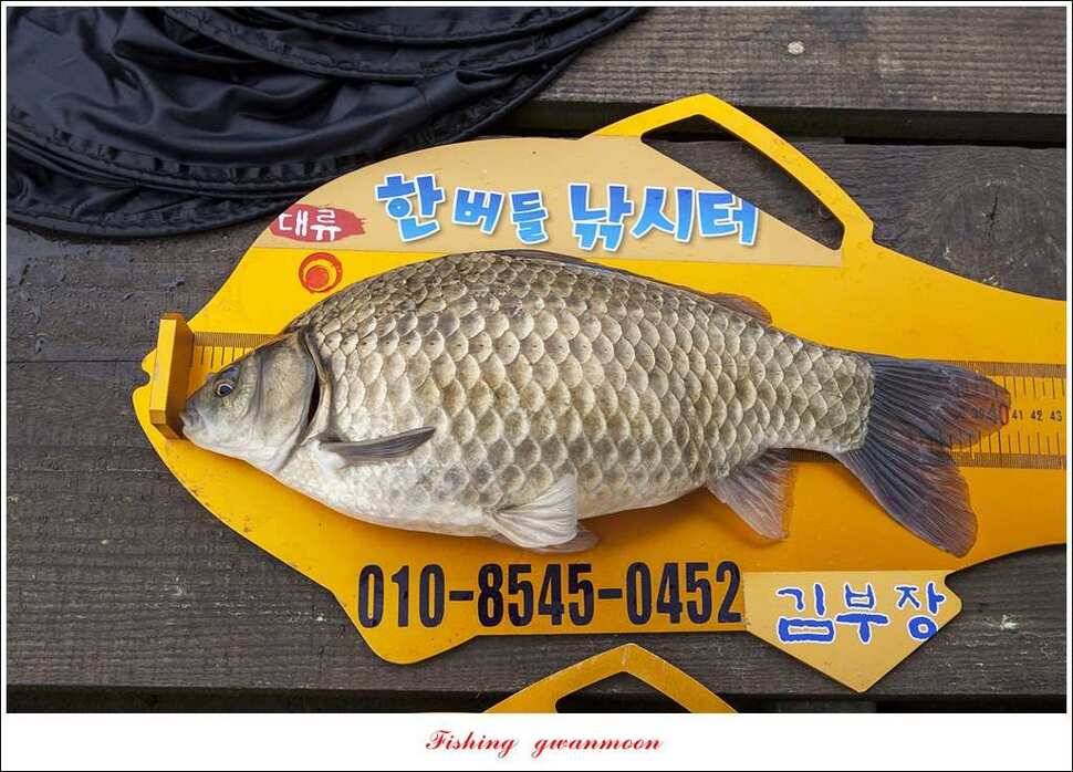 한버들 42 cm40 cm사짜 대물 (조황조행기 - 특파원조황)