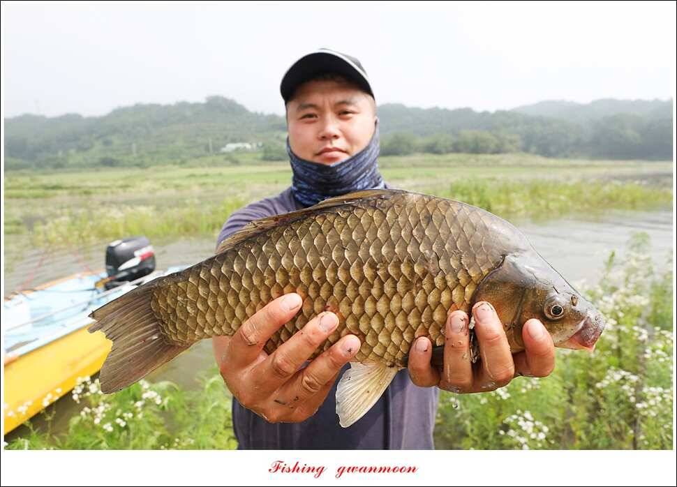제일 사짜 마릿수화곡지 월척 마릿수 (조황조행기 - 특파원조황)