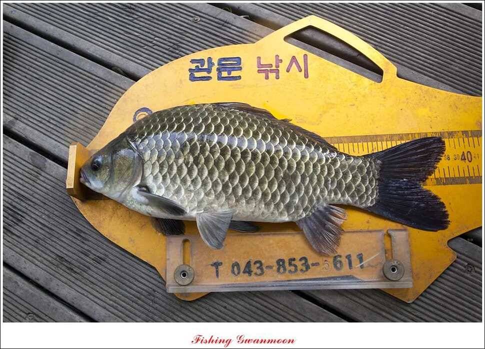 충주호 주말 조황 (조황조행기 - 특파원조황)