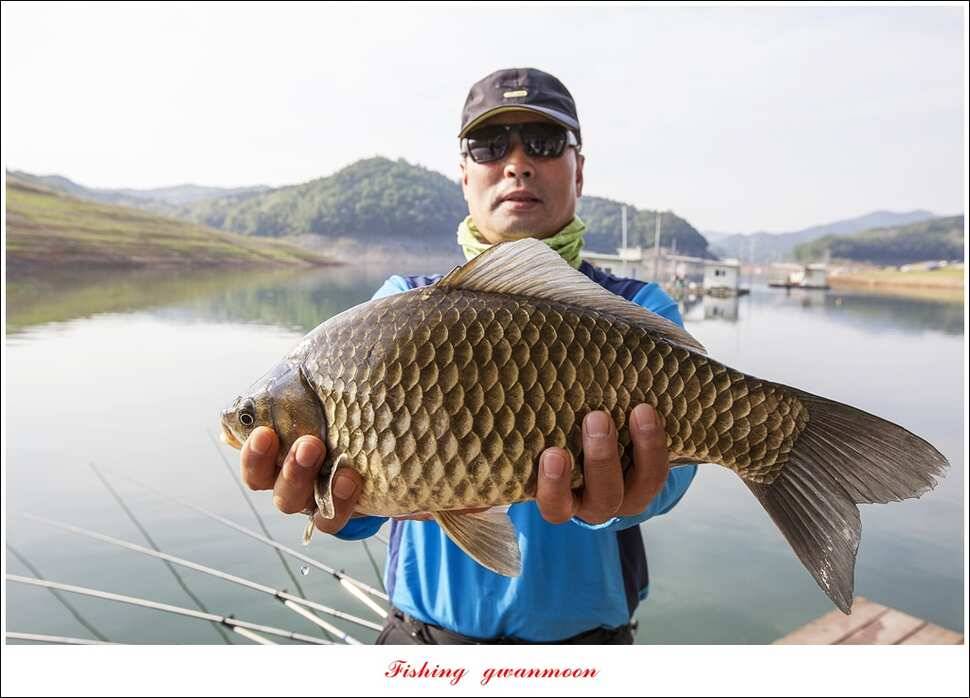 한버들 43 cm43 cm40 cm신매 낚시터 39 cm늘푸른 장어화곡지 조황 (조황조행기 - 특파원조황)
