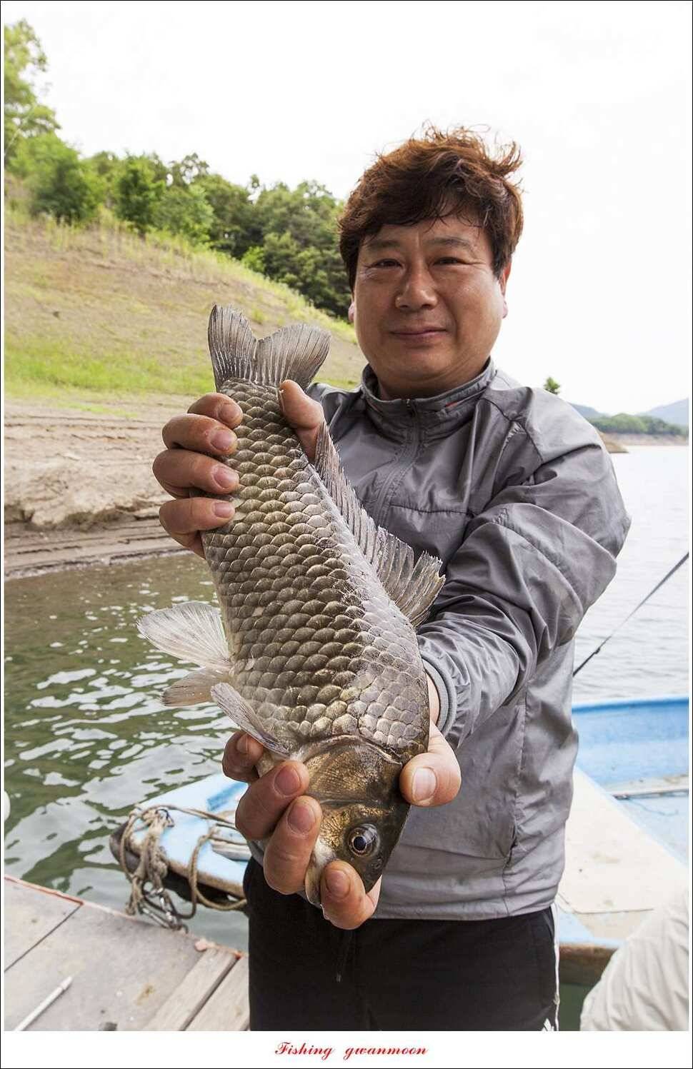 늘푸른 385 cm신매돌감한버들 조황 (조황조행기 - 특파원조황)