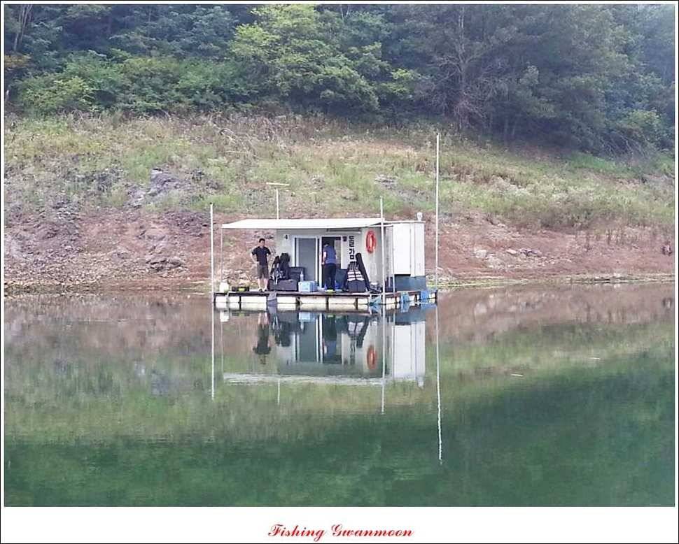 돌감 39 cm노지 마릿수 조황 (조황조행기 - 특파원조황)