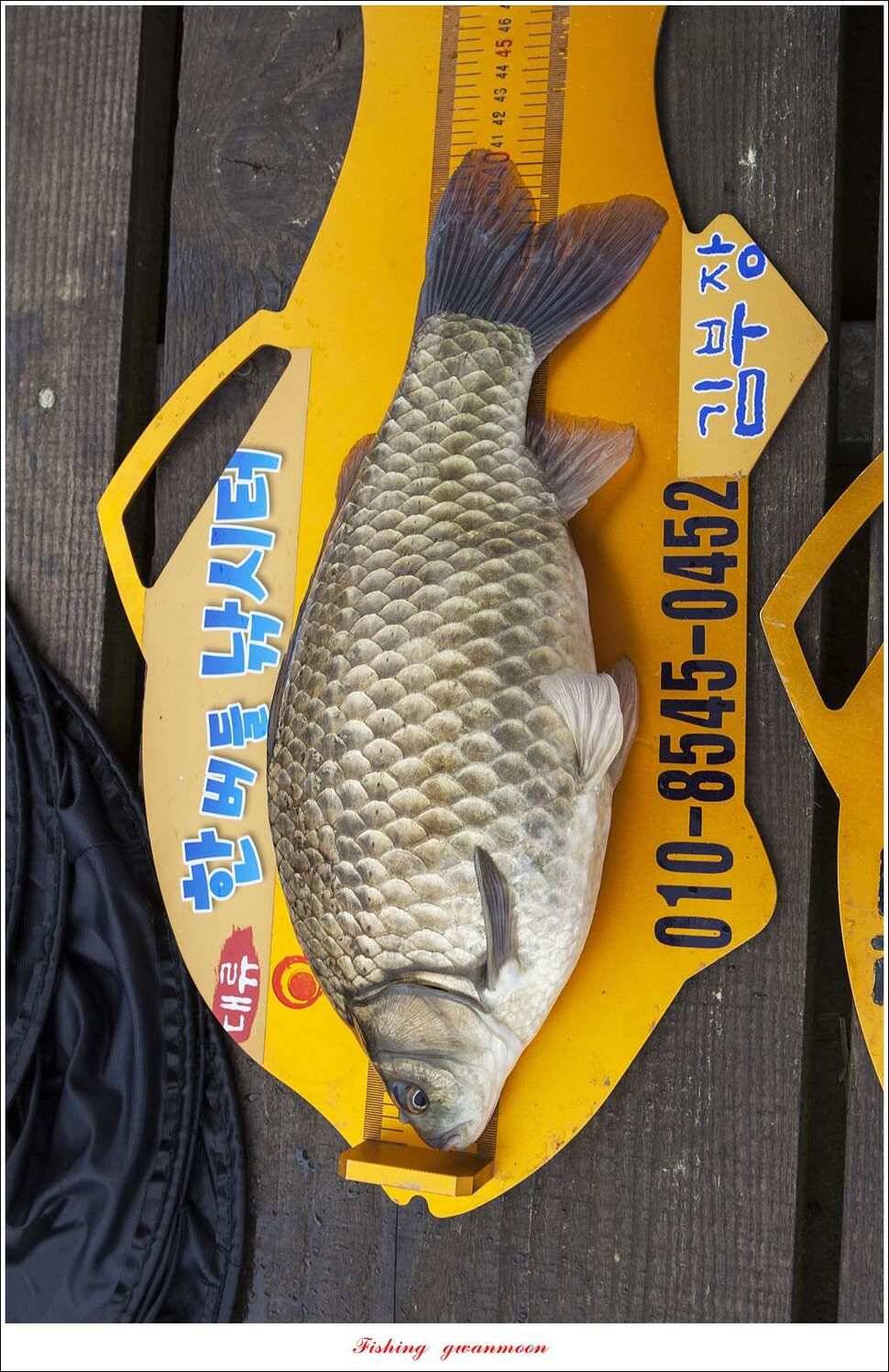 한버들 42 cm40 cm사짜 대물 (조황조행기 - 특파원조황)