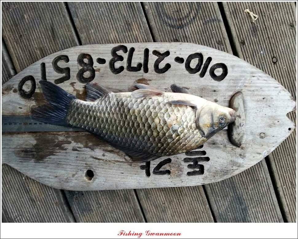 돌감 39 cm노지 마릿수 조황 (조황조행기 - 특파원조황)