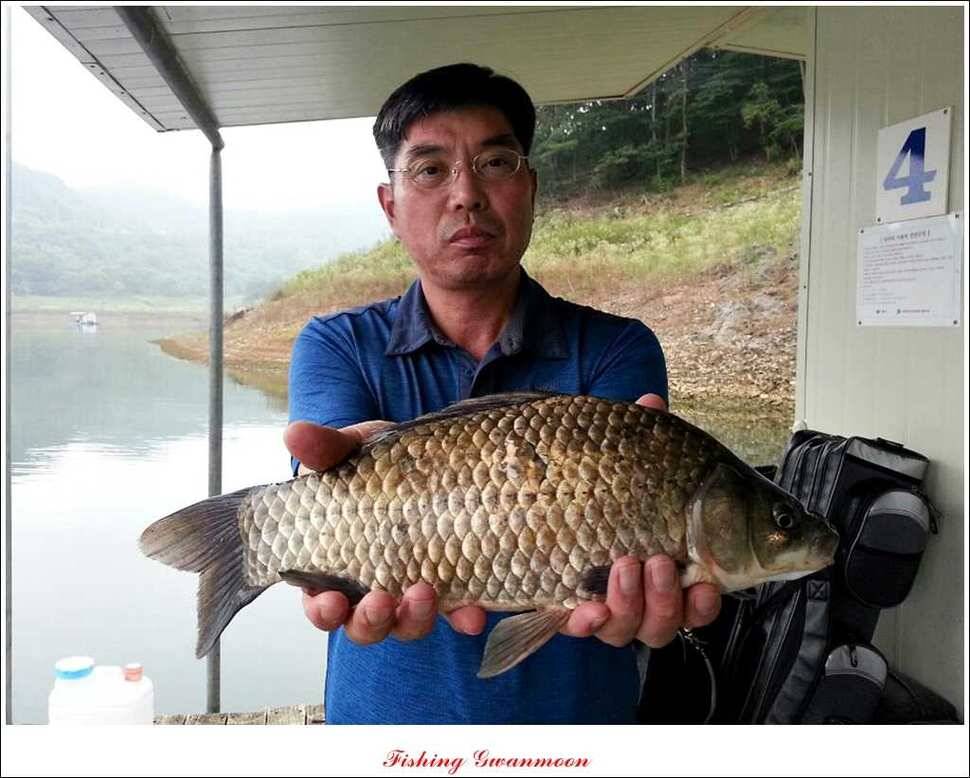 돌감 39 cm노지 마릿수 조황 (조황조행기 - 특파원조황)