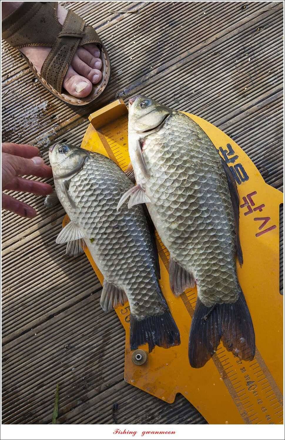 병호 사짜실리곡 사짜늘푸른 사짜 및 키로급 장어돌감 38 cm 및 마릿수 조황 (조황조행기 - 특파원조황)