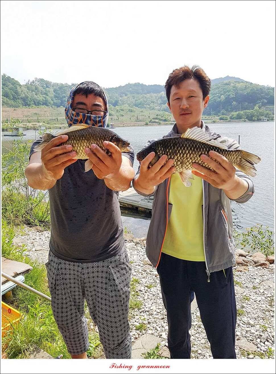 한버들 월척화곡지 마릿수 월척 조황 (조황조행기 - 특파원조황)