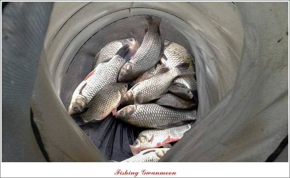한버들실리곡돌감화곡지 조황 (조황조행기 - 특파원조황)