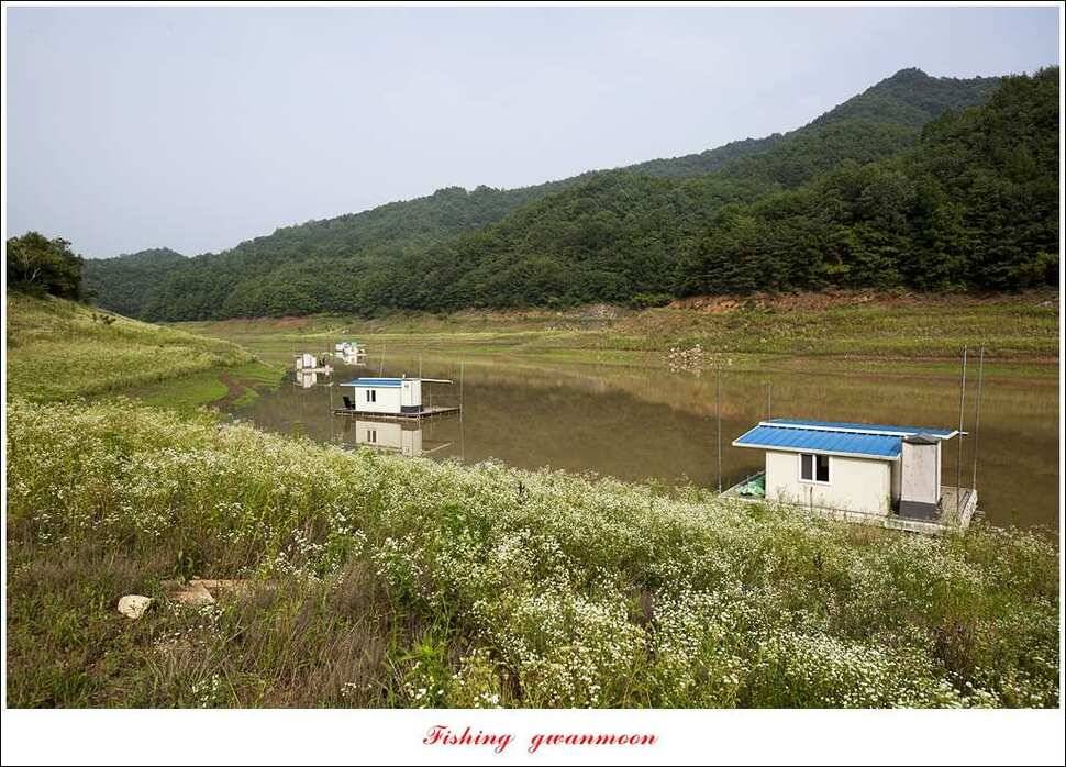 병호 사짜실리곡 사짜늘푸른 사짜 및 키로급 장어돌감 38 cm 및 마릿수 조황 (조황조행기 - 특파원조황)