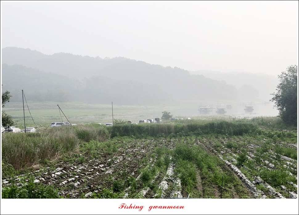 제일 사짜 마릿수화곡지 월척 마릿수 (조황조행기 - 특파원조황)