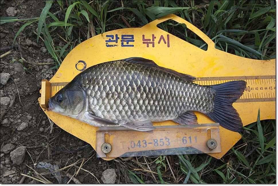 명서 낚시터 사짜 (조황조행기 - 특파원조황)