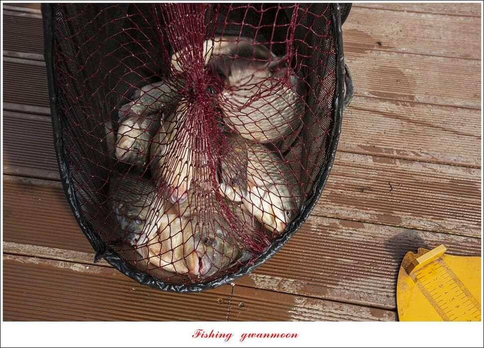 병호 사짜실리곡 사짜늘푸른 사짜 및 키로급 장어돌감 38 cm 및 마릿수 조황 (조황조행기 - 특파원조황)