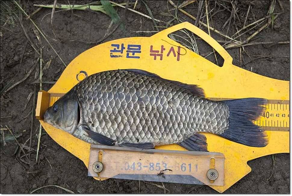 명서 사짜늘푸른 장어 (조황조행기 - 특파원조황)
