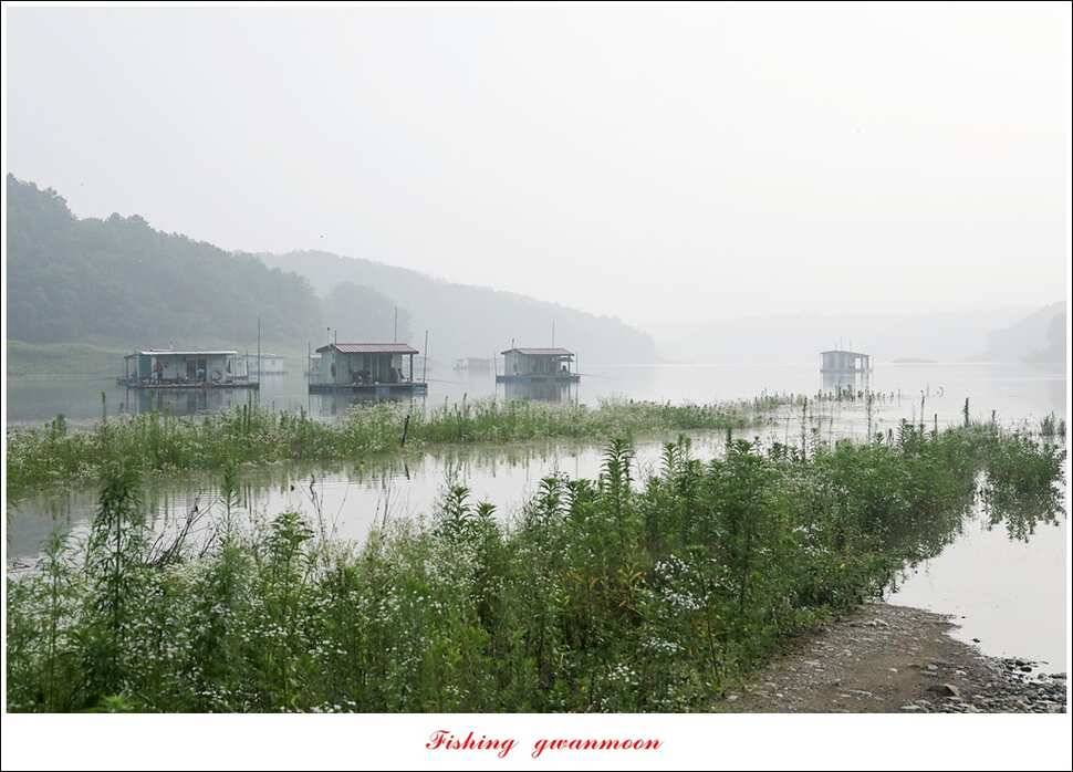 제일 사짜 마릿수화곡지 월척 마릿수 (조황조행기 - 특파원조황)