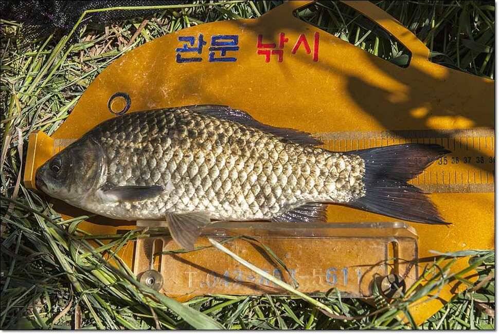 달천강 월척충주호 (조황조행기 - 특파원조황)