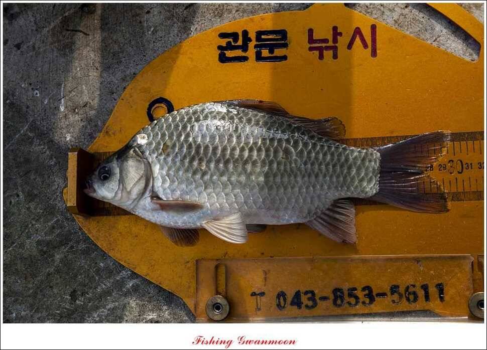 늘푸른 키로장어한버들실리곡짱가네 조황 소식 (조황조행기 - 특파원조황)