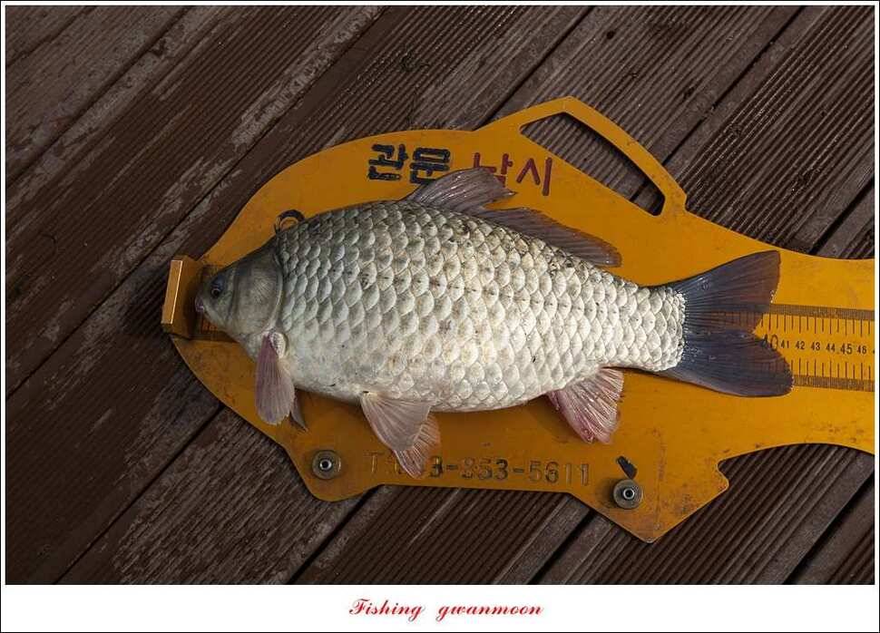 병호 사짜실리곡 사짜늘푸른 사짜 및 키로급 장어돌감 38 cm 및 마릿수 조황 (조황조행기 - 특파원조황)