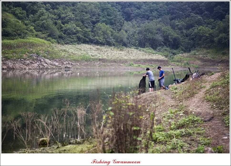 돌감 39 cm노지 마릿수 조황 (조황조행기 - 특파원조황)