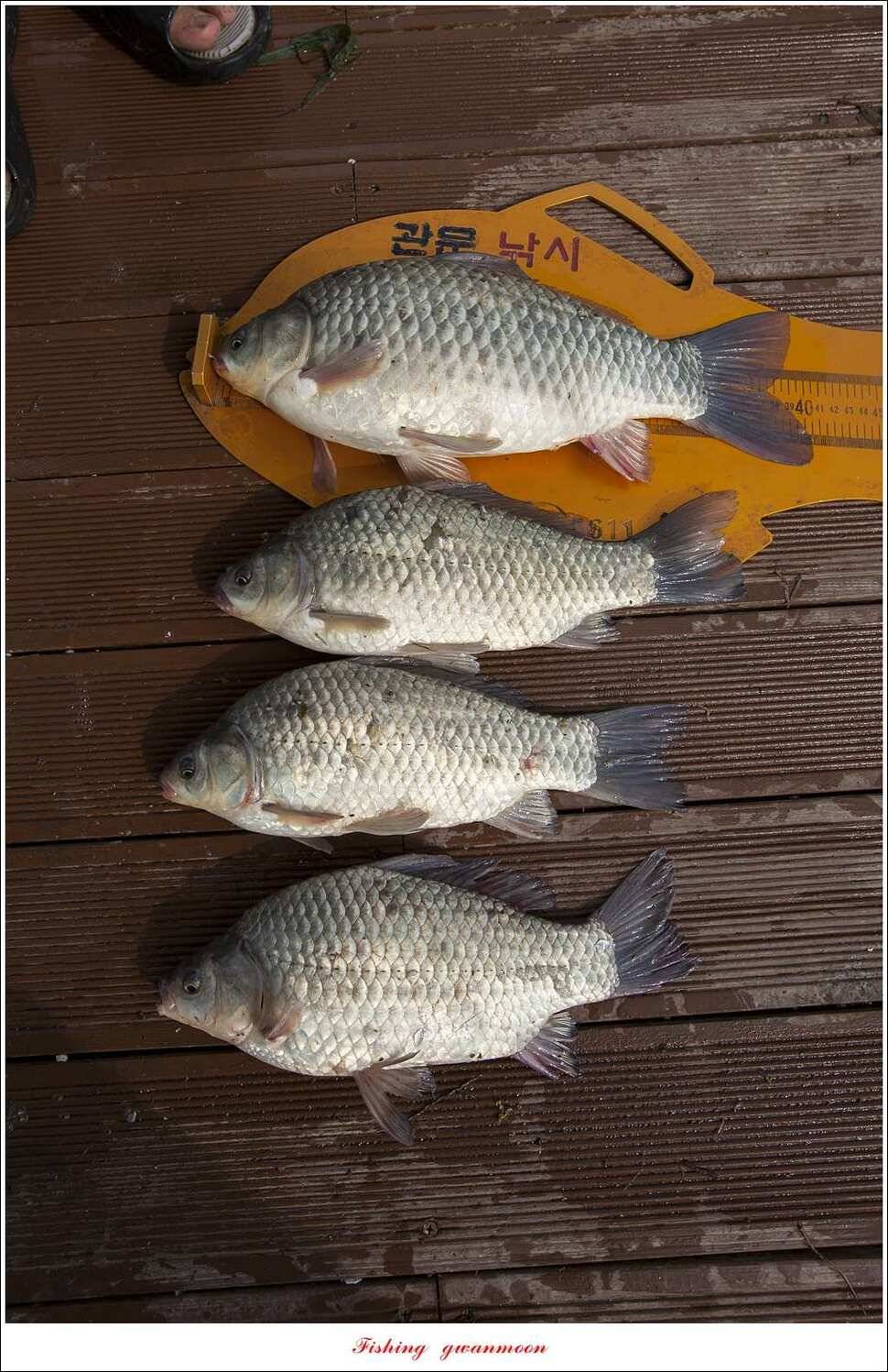 병호 사짜실리곡 사짜늘푸른 사짜 및 키로급 장어돌감 38 cm 및 마릿수 조황 (조황조행기 - 특파원조황)