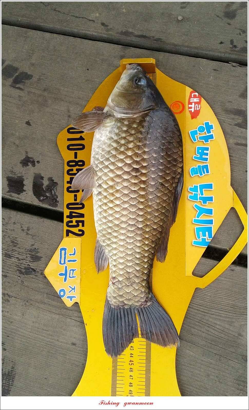 한버들 445 cm39 cm돌감실리곡 월척 조황 (조황조행기 - 특파원조황)