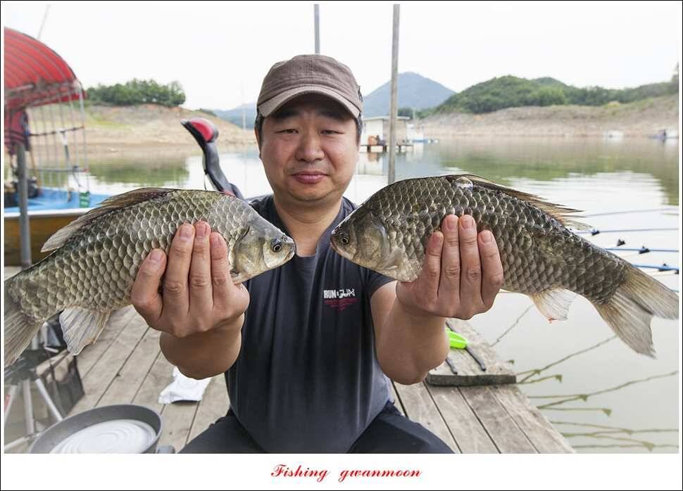 늘푸른 385 cm신매돌감한버들 조황 (조황조행기 - 특파원조황)