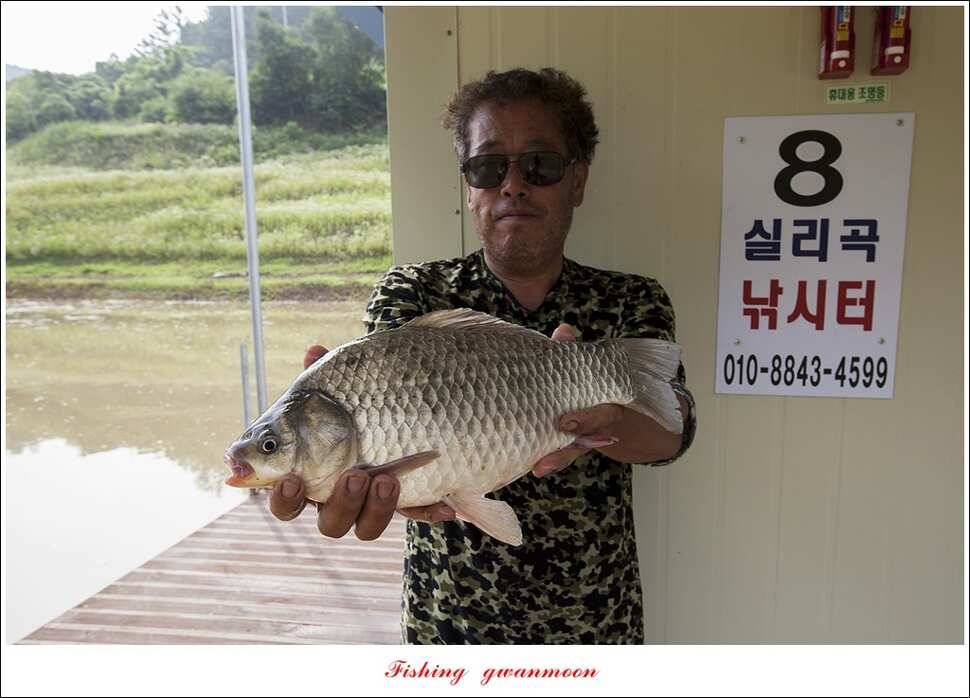 병호 사짜실리곡 사짜늘푸른 사짜 및 키로급 장어돌감 38 cm 및 마릿수 조황 (조황조행기 - 특파원조황)