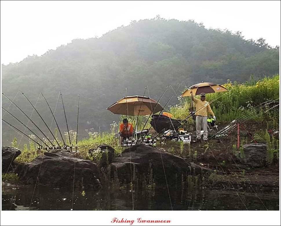 충주호 주말 조황 (조황조행기 - 특파원조황)