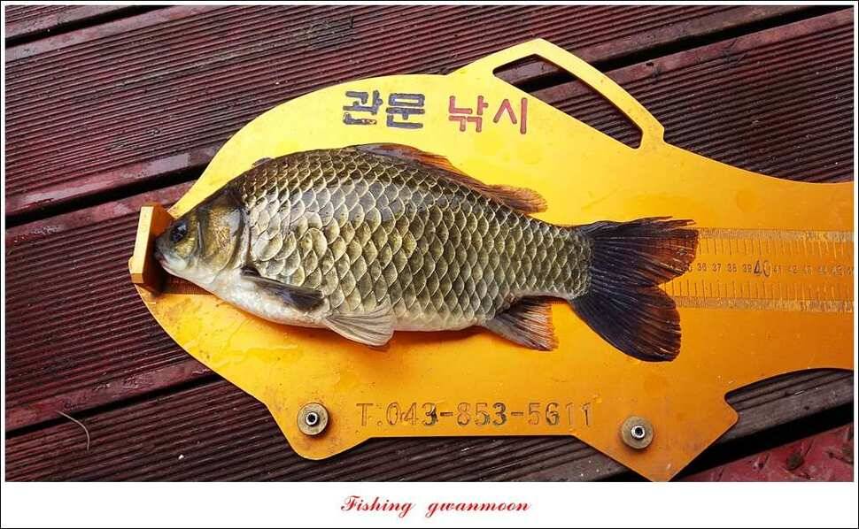 병호 사짜돌감실리곡 월척 조황 (조황조행기 - 특파원조황)