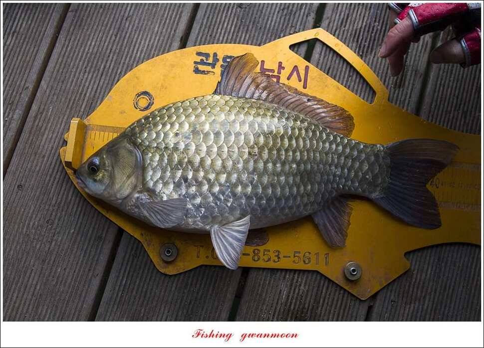 제일 사짜신매 허리급실리곡 허리급 월척 조황 (조황조행기 - 특파원조황)
