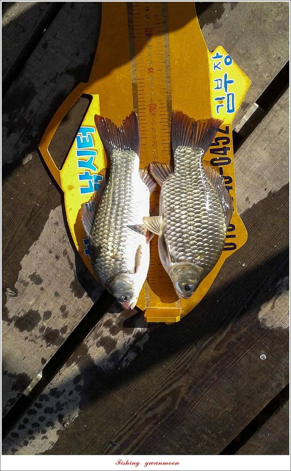 윤 낚시터 41 cm 늘푸른 16 kg 장어실리곡 37 cm한버들 월척 조황 (조황조행기 - 특파원조황)