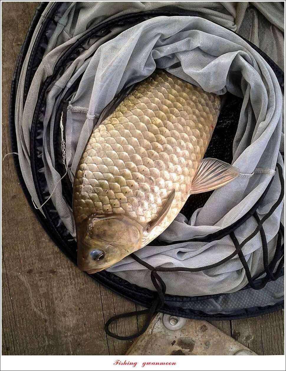 실리곡 사짜화곡지 사짜한버들 38cm 조황 (조황조행기 - 특파원조황)