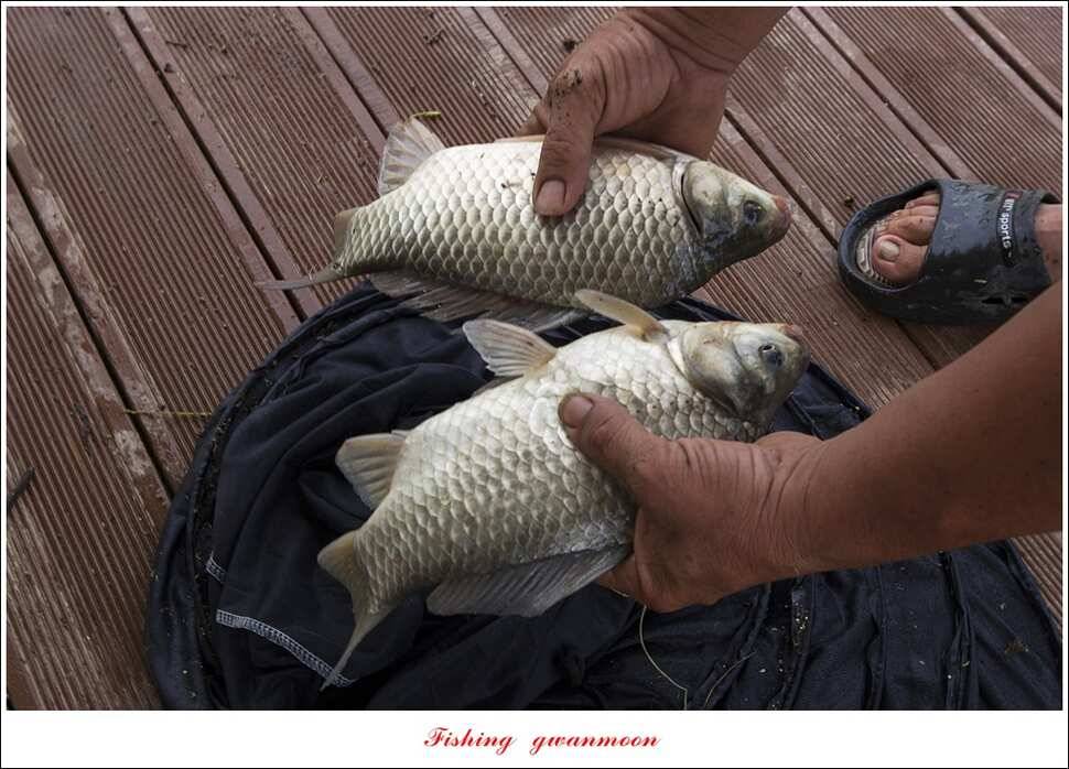 병호 사짜실리곡 사짜늘푸른 사짜 및 키로급 장어돌감 38 cm 및 마릿수 조황 (조황조행기 - 특파원조황)