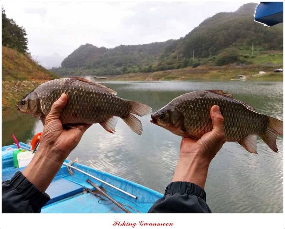 한버들실리곡돌감화곡지 조황 (조황조행기 - 특파원조황)