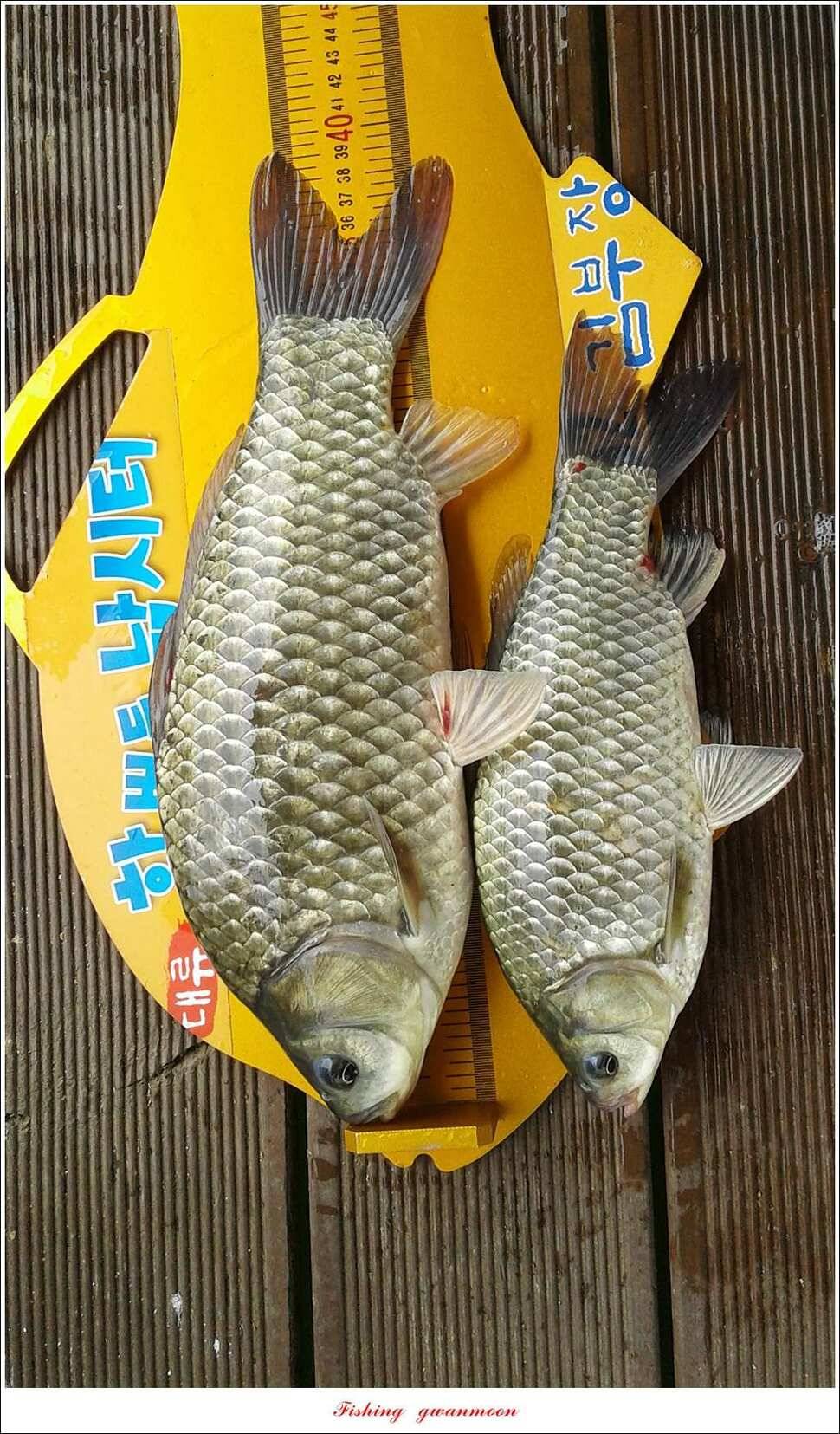 한버들 445 cm39 cm돌감실리곡 월척 조황 (조황조행기 - 특파원조황)