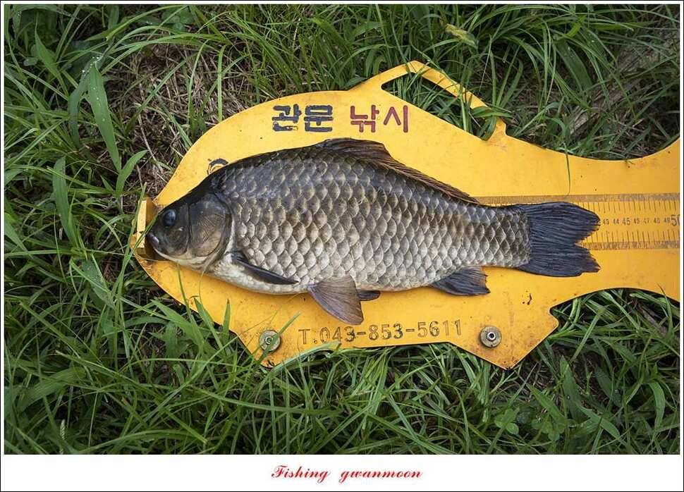 늘푸른 사짜화곡지실리곡소류지 사짜 조황 (조황조행기 - 특파원조황)