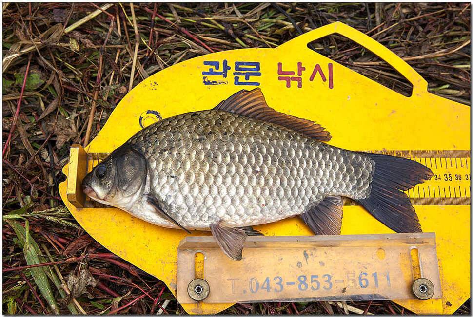 신매 월척소류지 월척 (조황조행기 - 특파원조황)