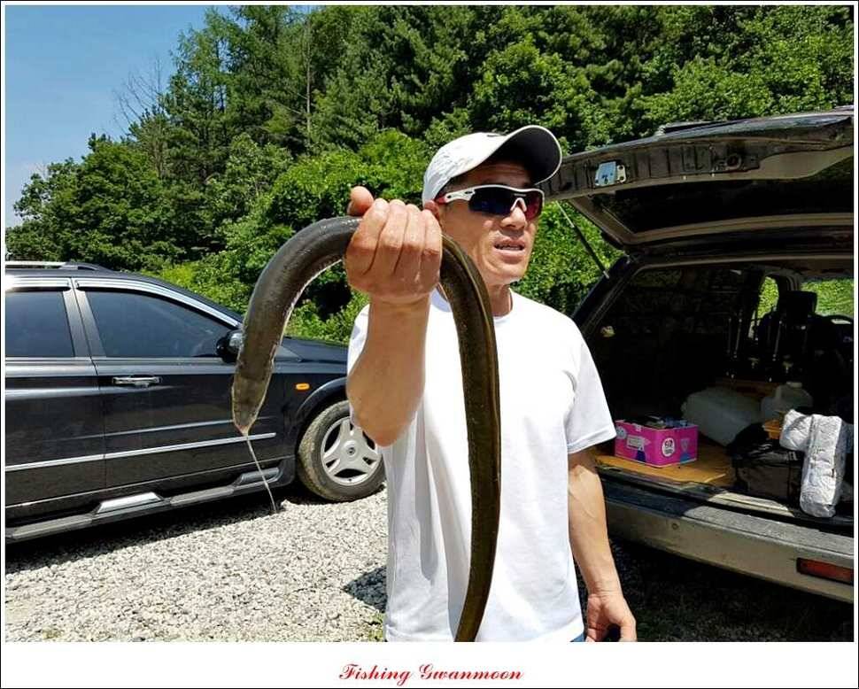 충주호 주말 조황 (조황조행기 - 특파원조황)