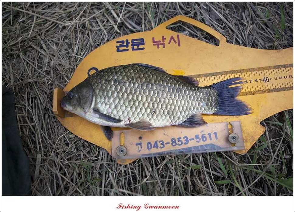 실리곡한버들달천강 조황 (조황조행기 - 특파원조황)
