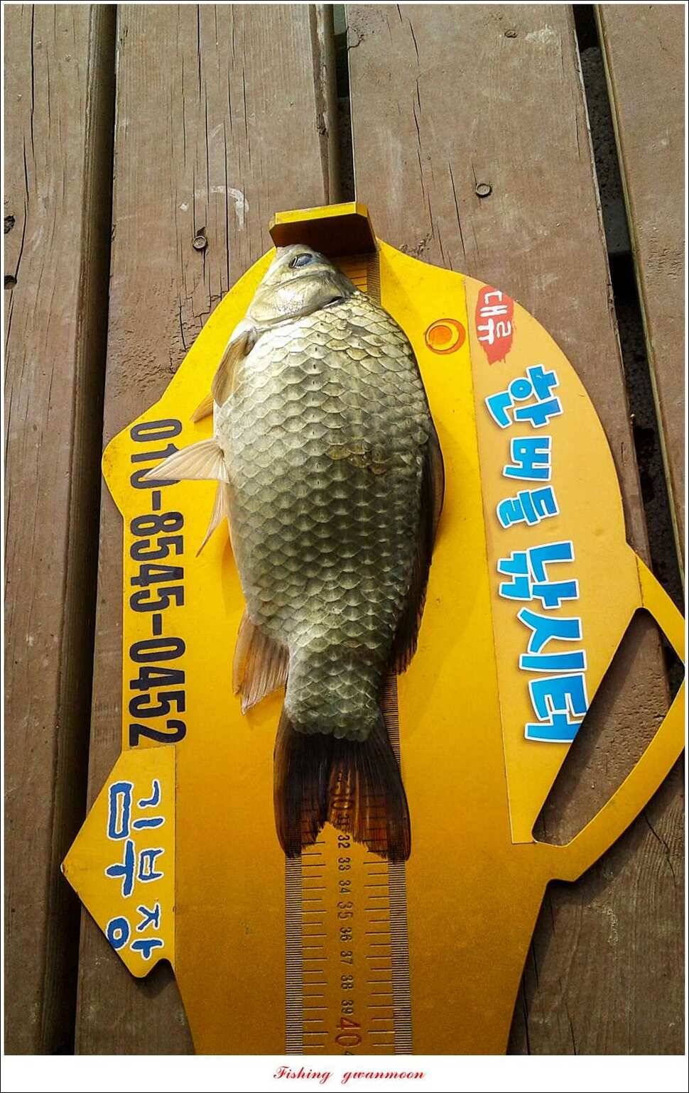 늘푸른 385 cm신매돌감한버들 조황 (조황조행기 - 특파원조황)