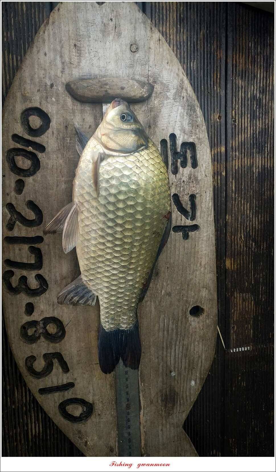 한버들 445 cm39 cm돌감실리곡 월척 조황 (조황조행기 - 특파원조황)