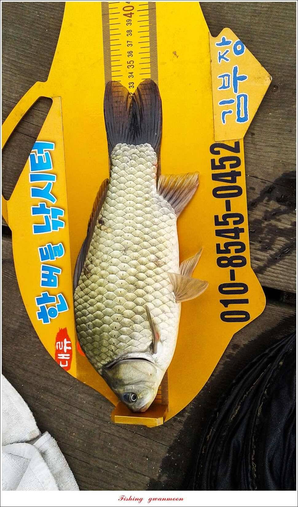 늘푸른 385 cm신매돌감한버들 조황 (조황조행기 - 특파원조황)