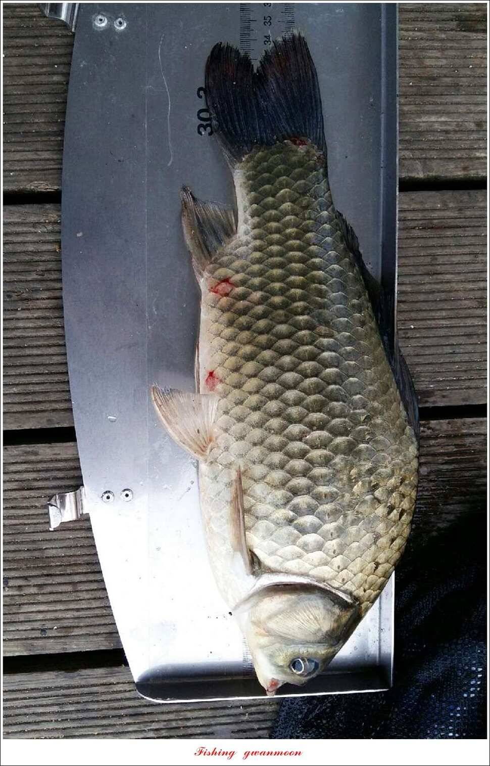 한버들 445 cm39 cm돌감실리곡 월척 조황 (조황조행기 - 특파원조황)