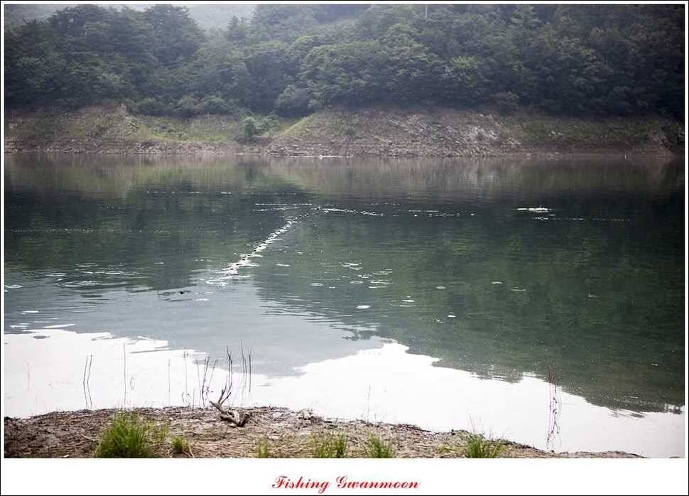 돌감 39 cm노지 마릿수 조황 (조황조행기 - 특파원조황)