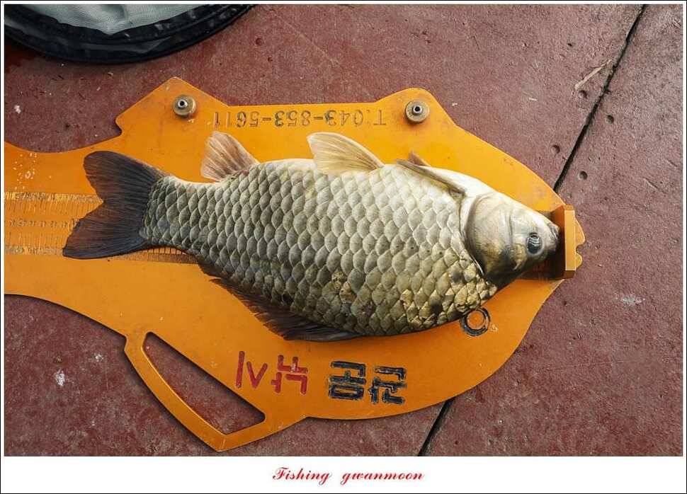제일 사짜 마릿수화곡지 월척 마릿수 (조황조행기 - 특파원조황)