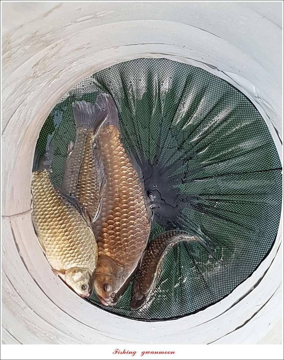 병호 사짜실리곡 사짜늘푸른 사짜 및 키로급 장어돌감 38 cm 및 마릿수 조황 (조황조행기 - 특파원조황)