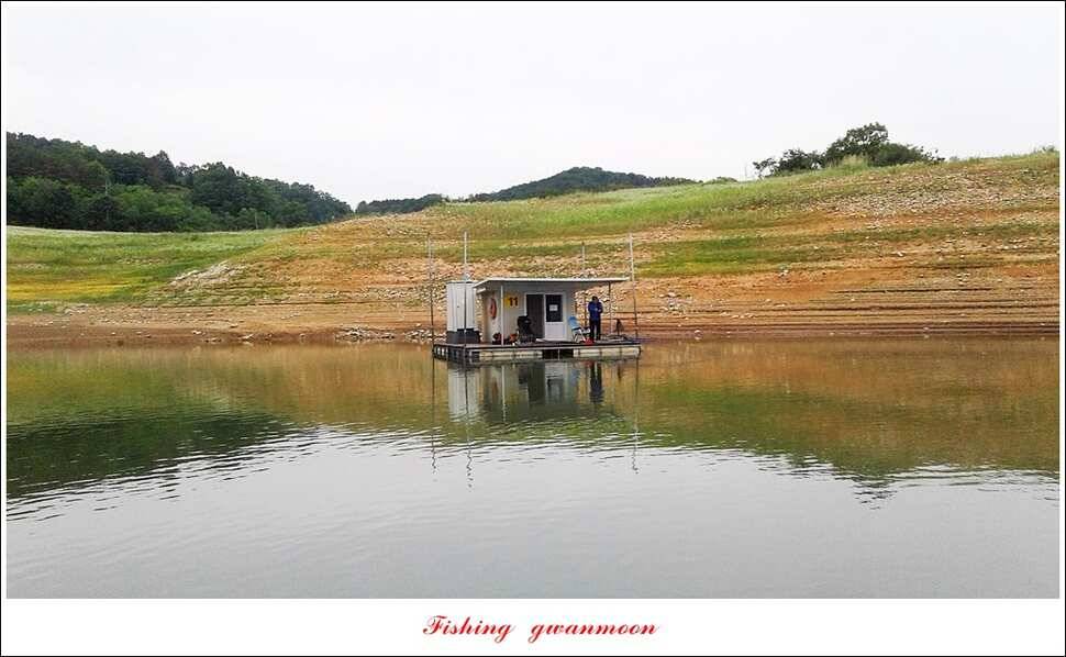 늘푸른 385 cm신매돌감한버들 조황 (조황조행기 - 특파원조황)